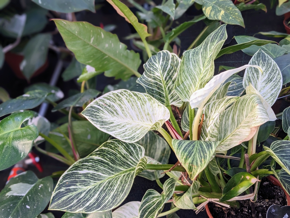 Philodendron White Veins