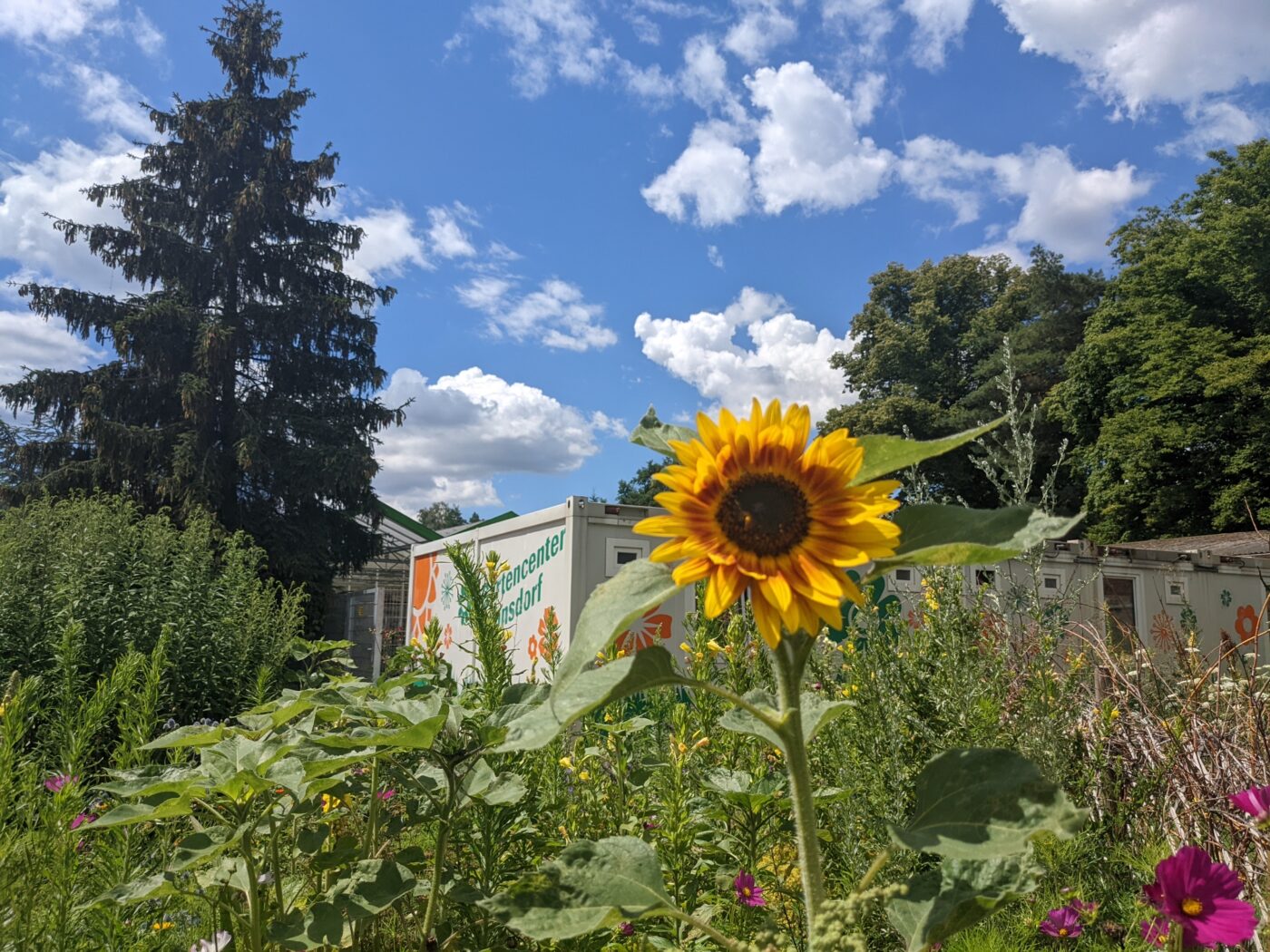 Sonnenblume